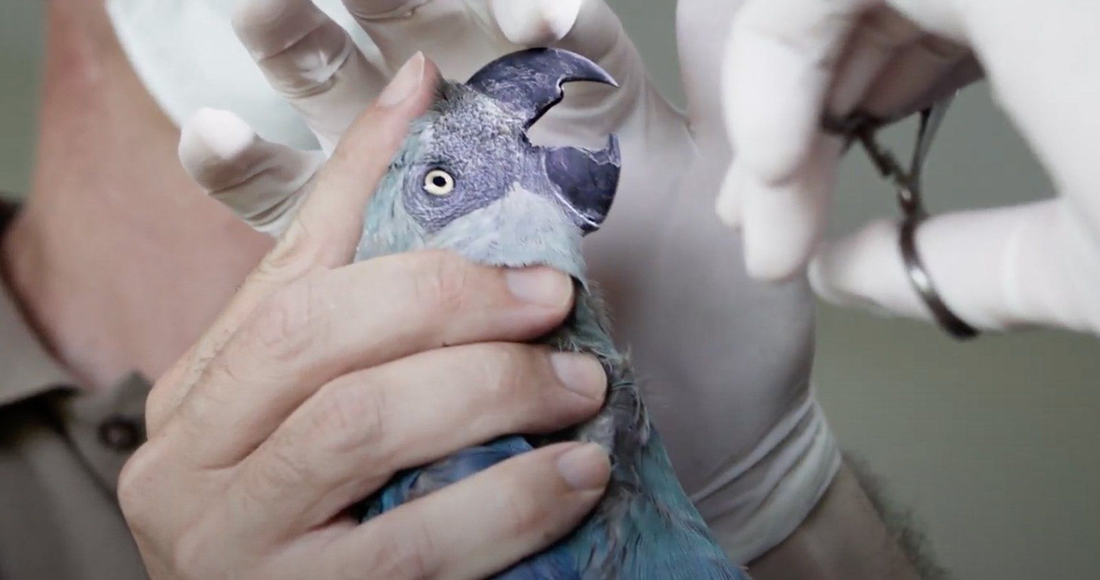 Spix’s Macaw Release Project