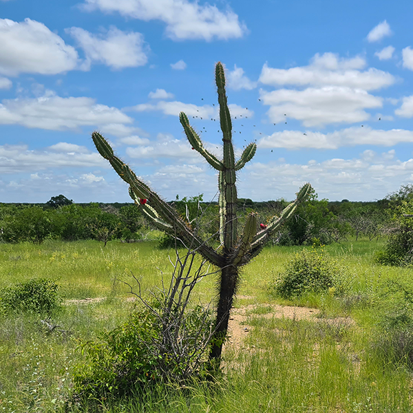 A cactus in the middle of an arid landscape in Bahia