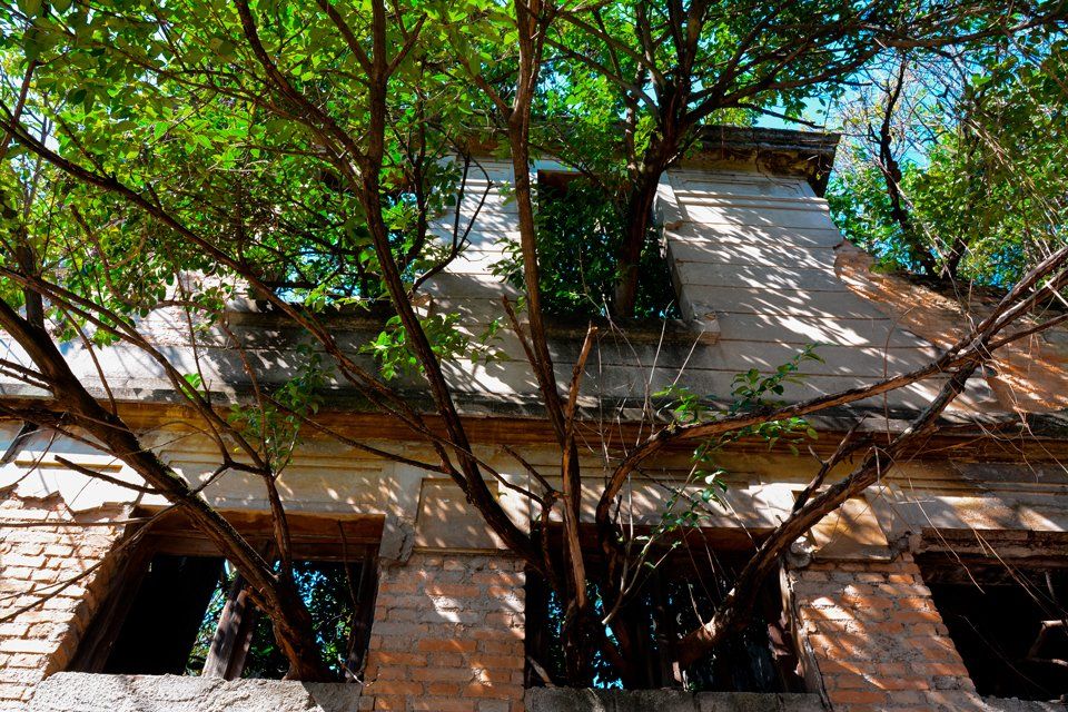 Árvores saindo de uma casa abandonada na Vila Maria Zélia