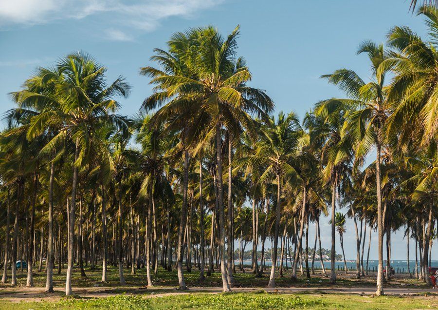 Une vue sur la plage de Maracaipe à ipojuca avec des palmiers à l'arrière-plan