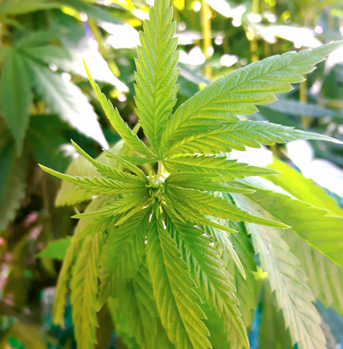 canapa agroindustriale