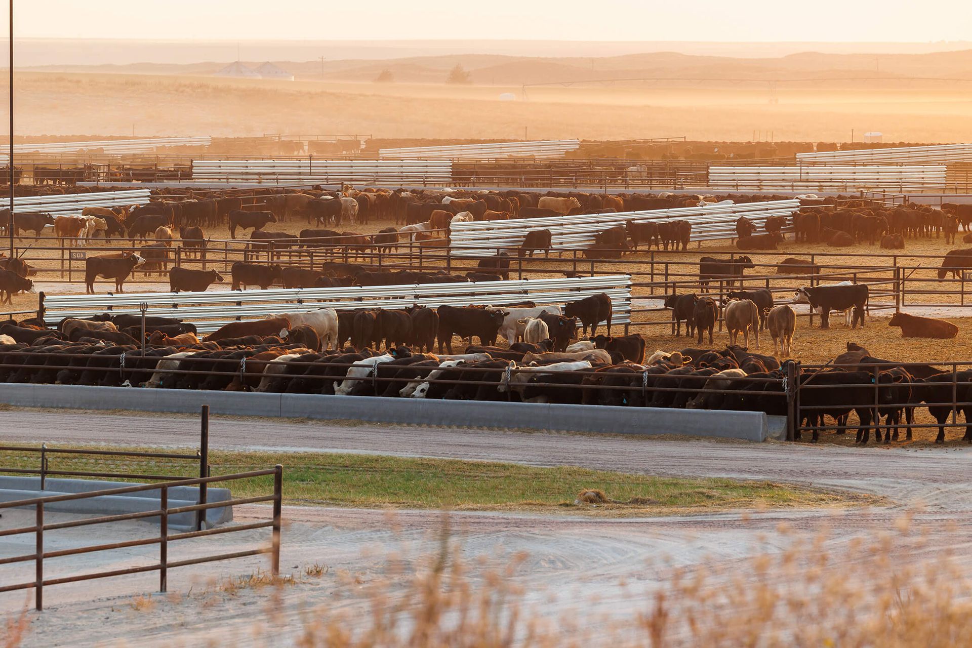 Fredin Brothers Cattle Feeding