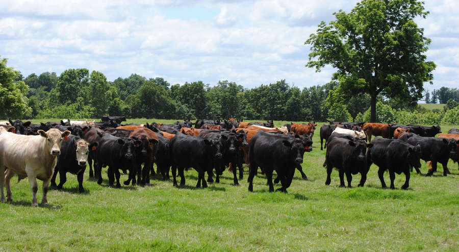 Fredin Brothers Ranching & Backgrounding