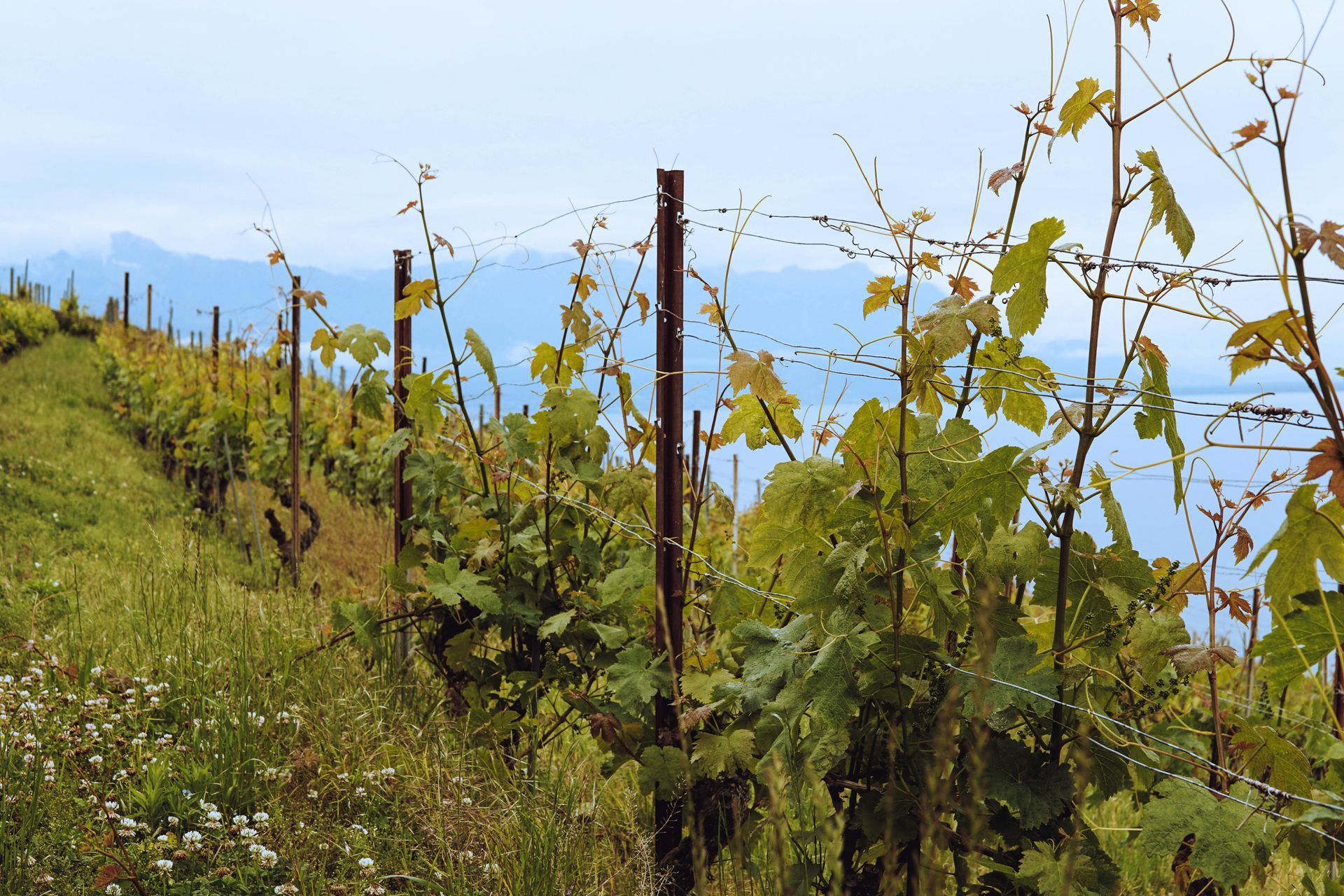 Des rangées de vignes aux ceps verts, des poteaux métalliques et des montagnes à l'horizon, le tout sur fond de ciel nuageux.