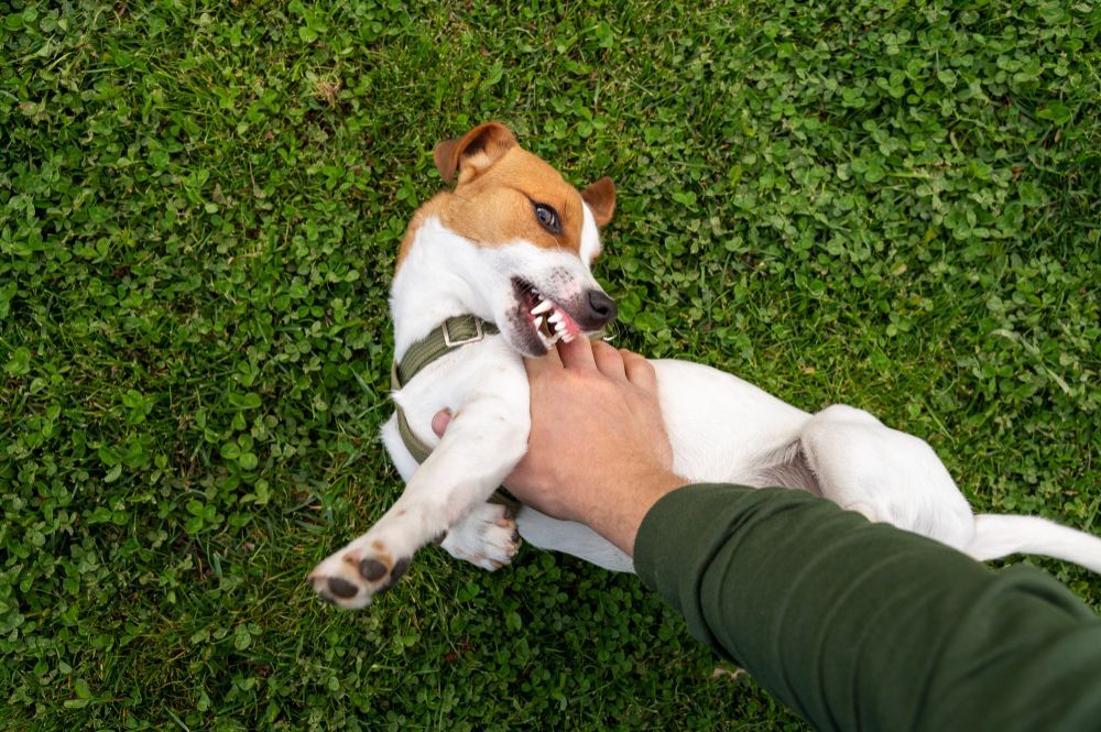 Dog playing, biting hand on green grass. Brown and white dog, man's hand.