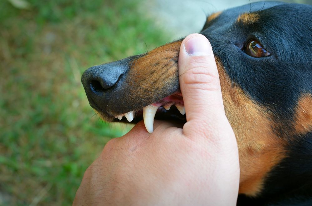 Dog playfully biting a human finger; black and tan fur, outdoors.