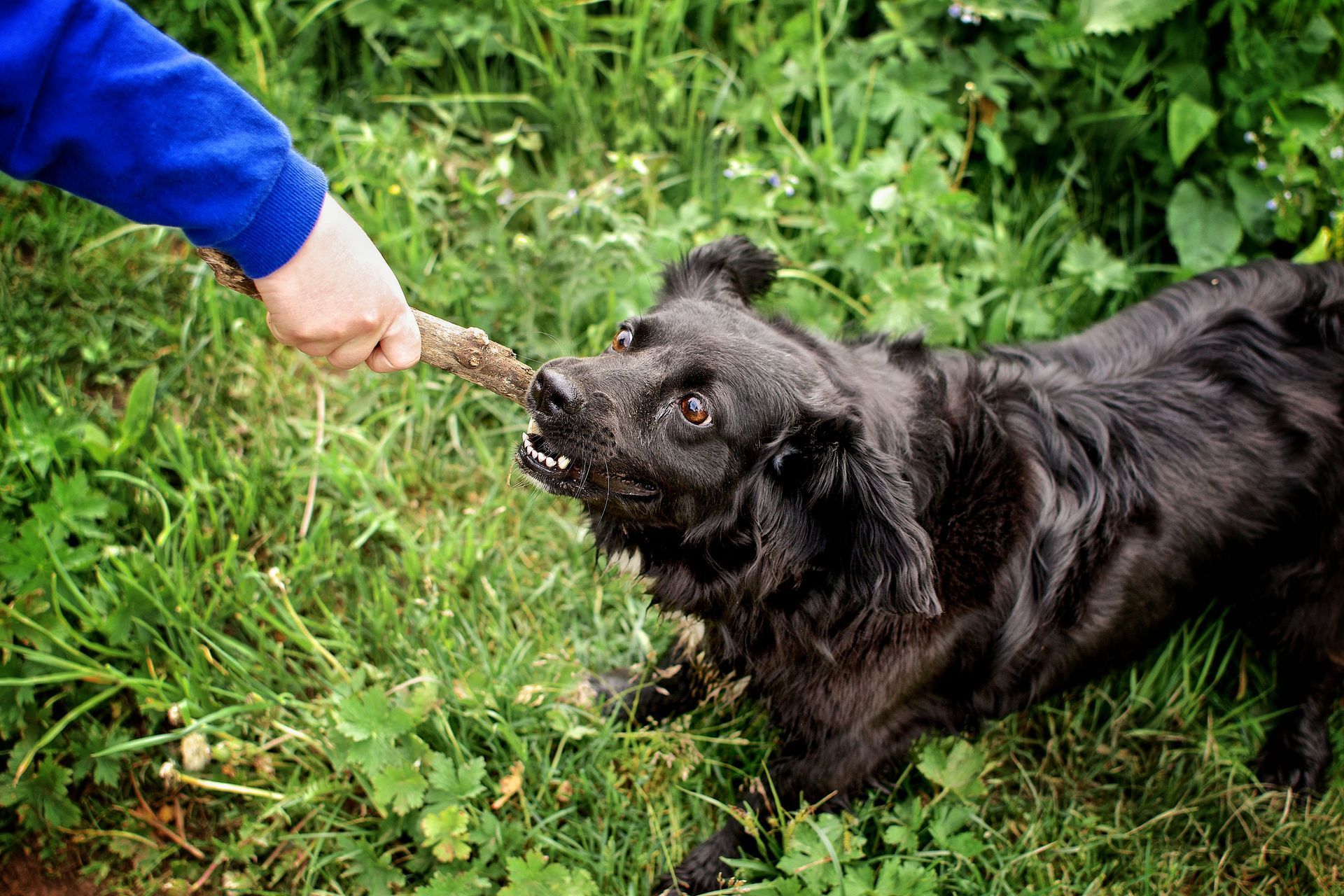 Black dog tugs on a stick held by a person in a blue shirt in a grassy area.