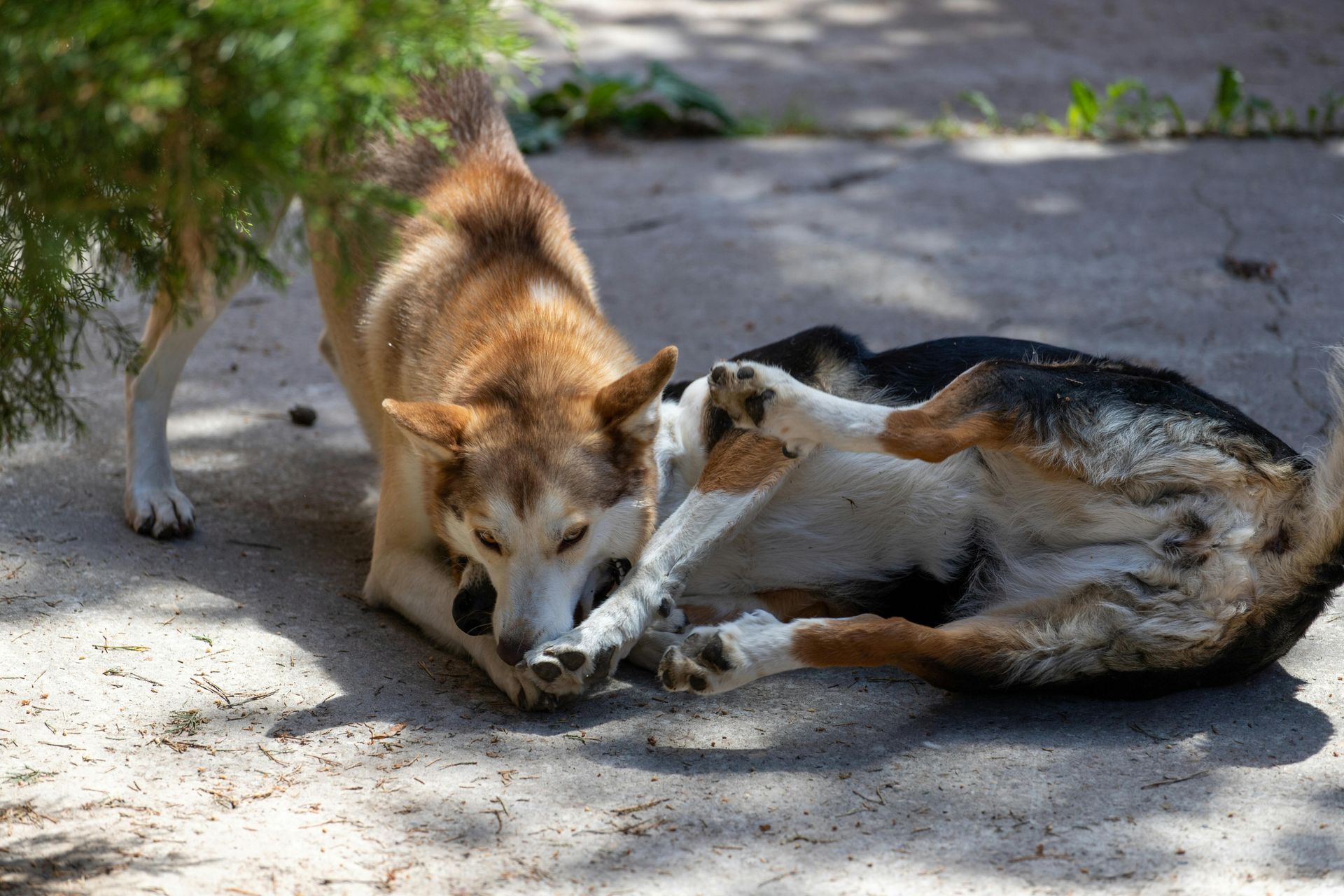 Two dogs play on a concrete surface; one brown, one black and white, interacting playfully with each other.
