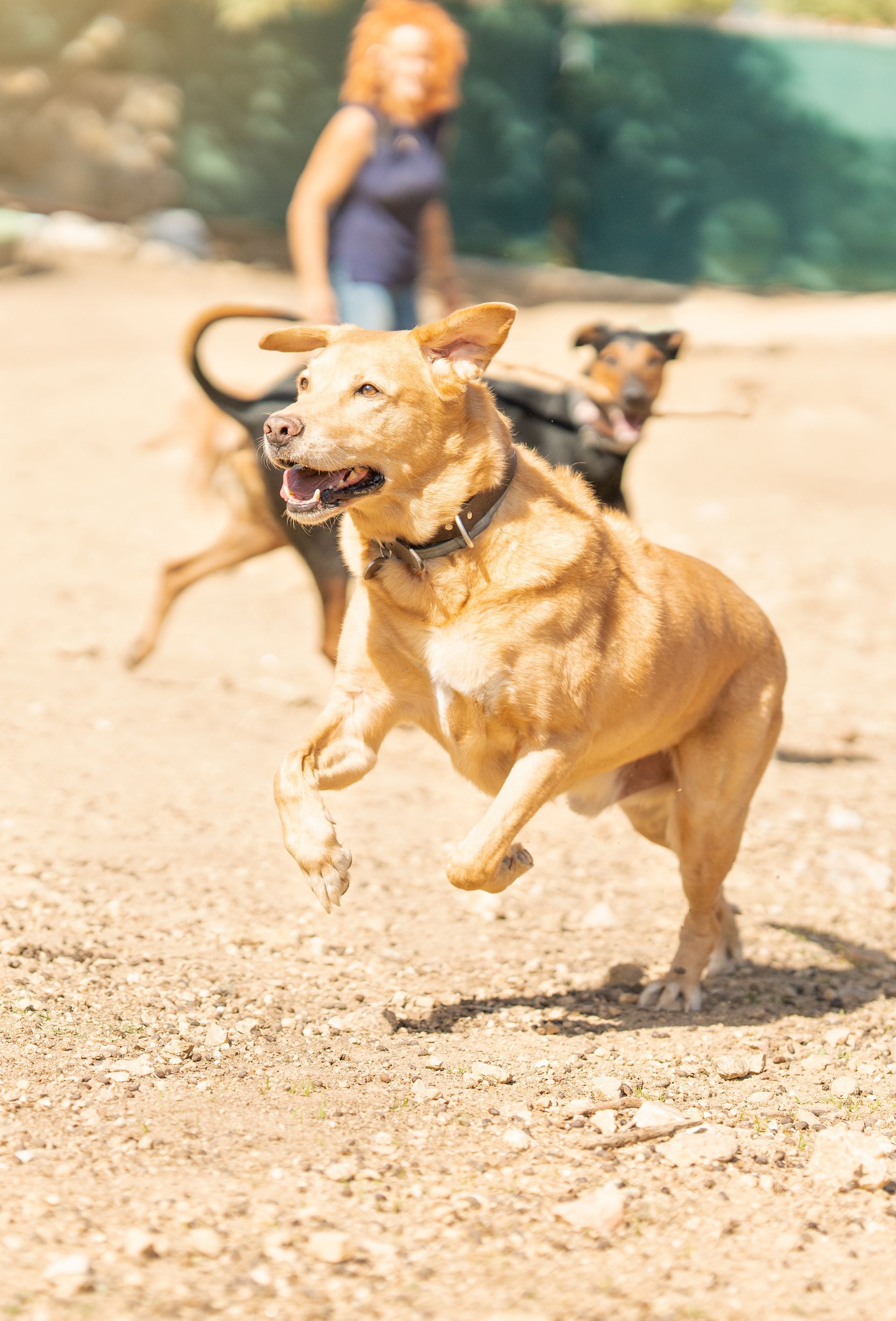 Tan dog running toward the camera with a joyful expression. Another dog and person are in the background on a sunny day.