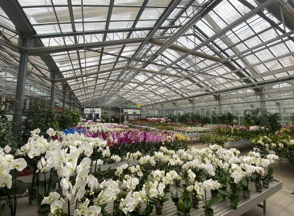 Piante con fiori bianchi