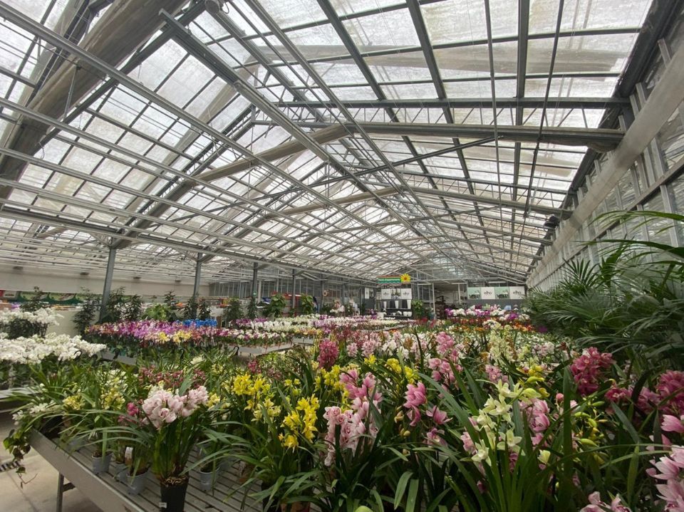 Piante colorate da appartamento