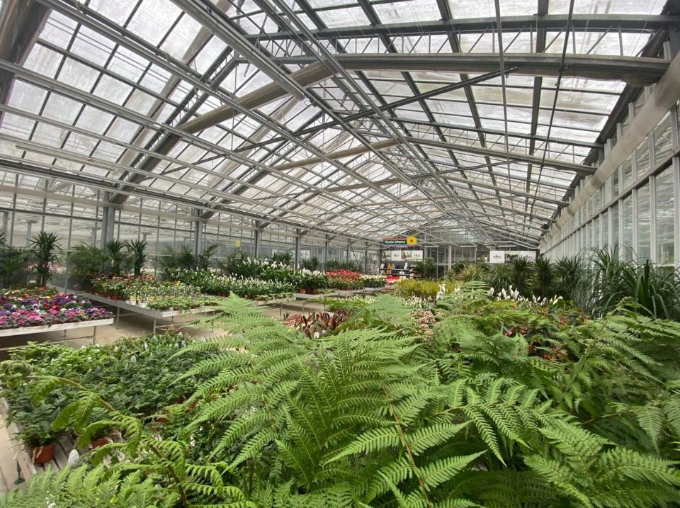 Serra con piante da appartamento