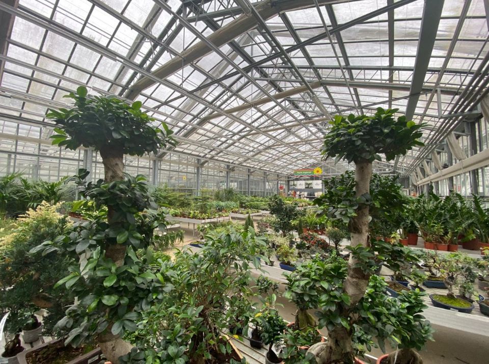 Piante decorative da interno