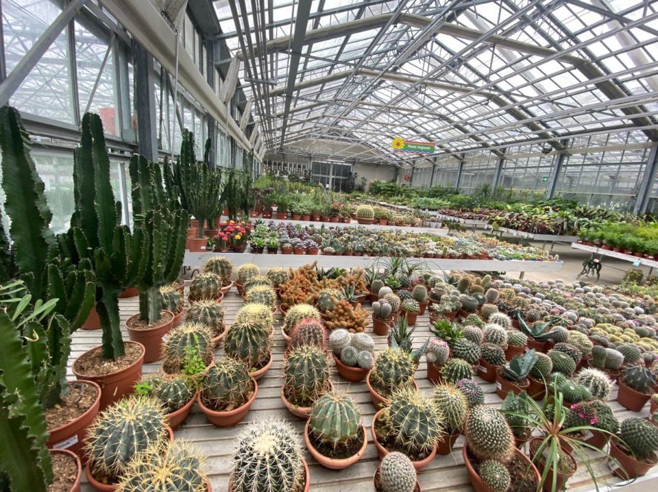 Piante grasse da interno