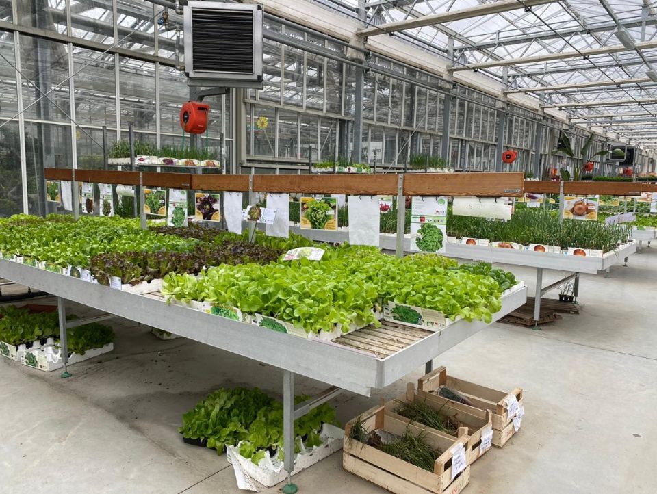 Piante da orto pronte