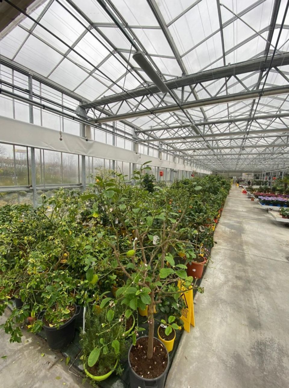 Piante da frutto in vivaio