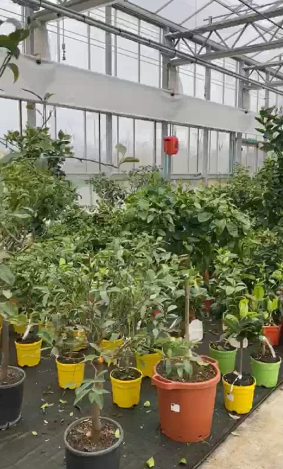 Piante da frutto in vendita