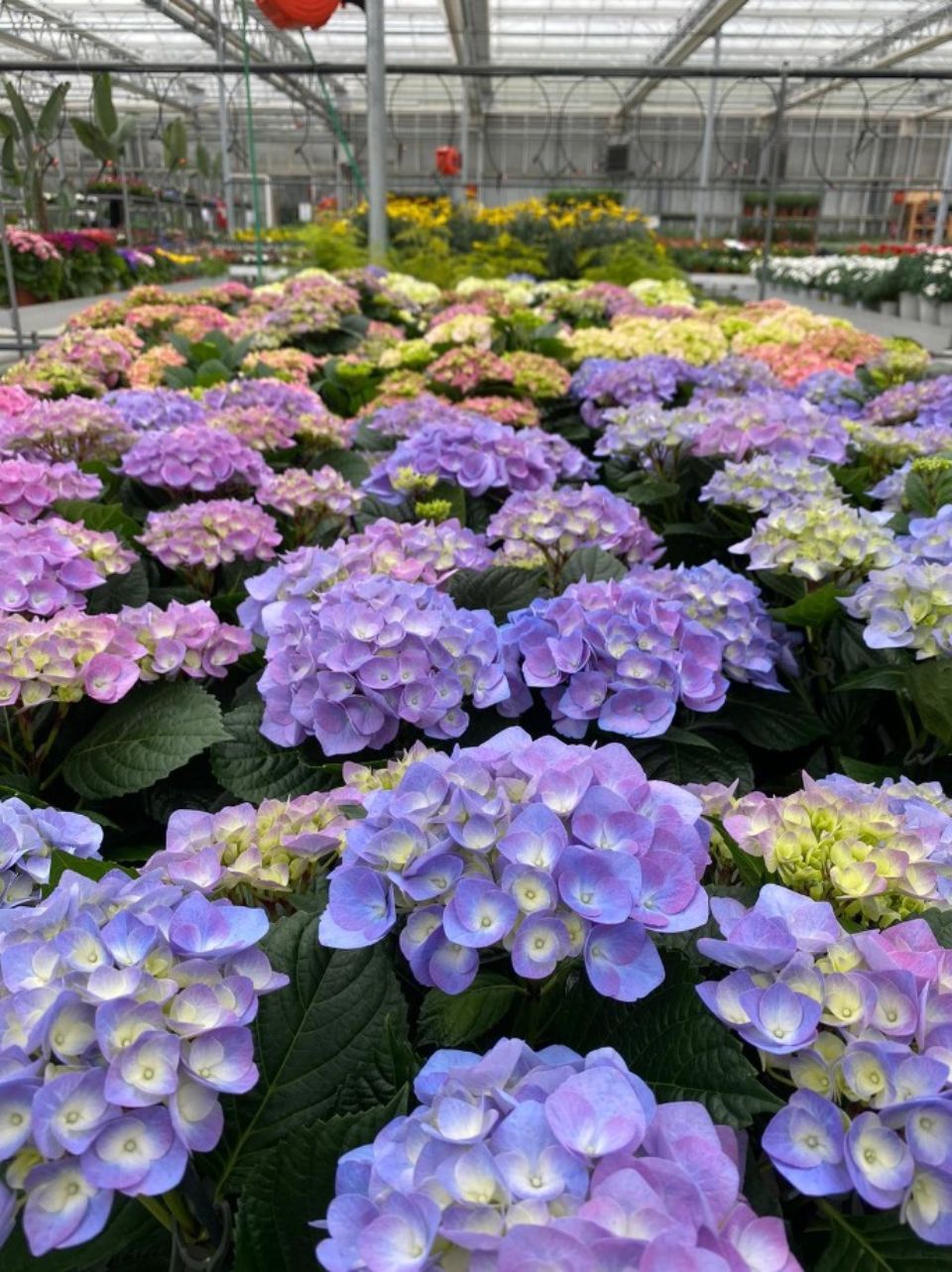 Piante fiorite in vaso