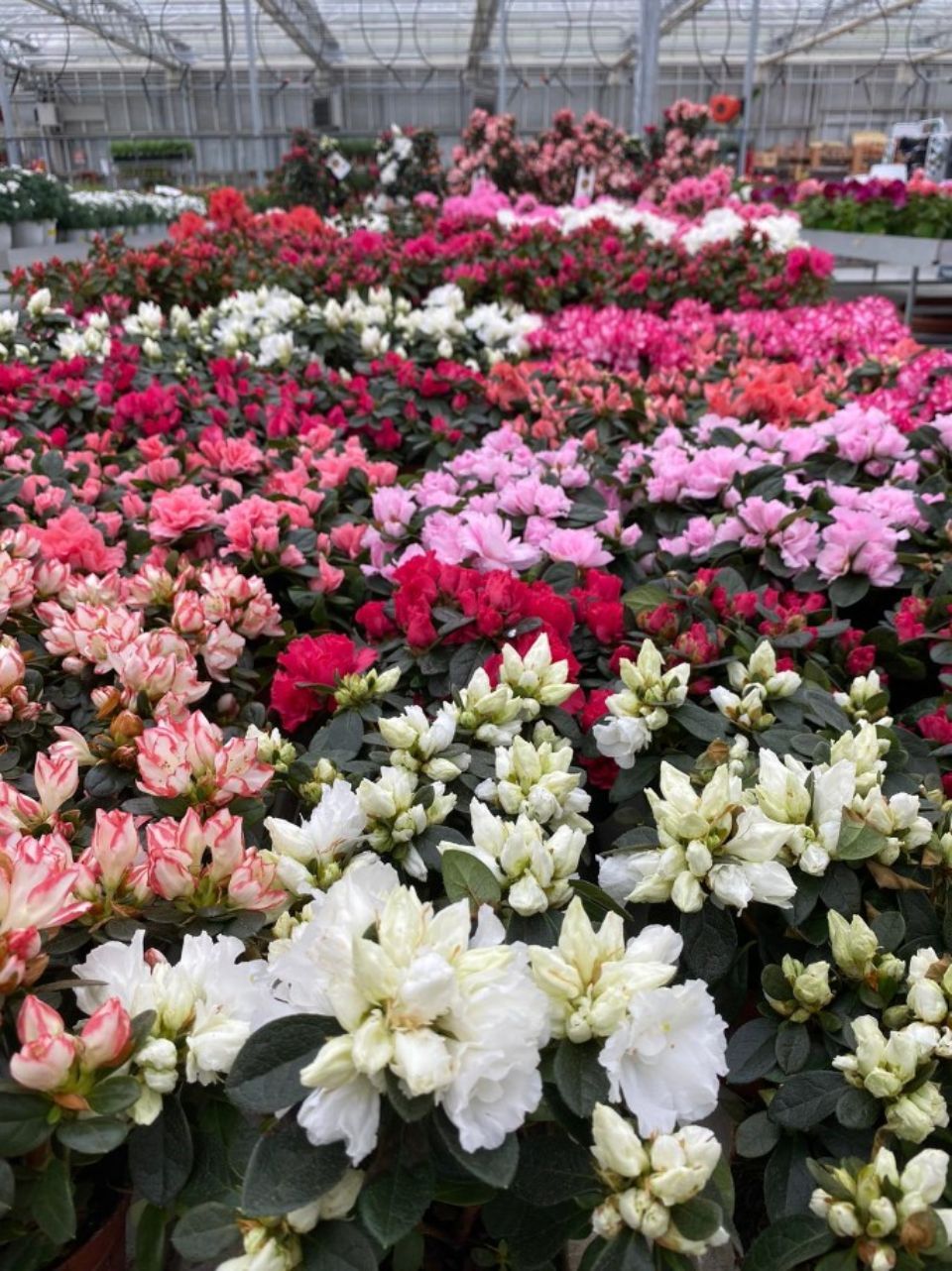 Piante da decoro in vendita