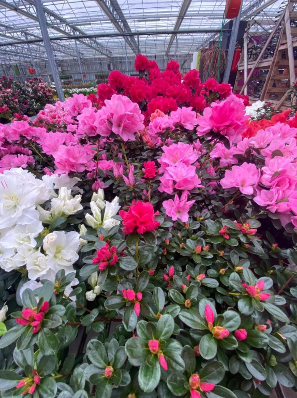 Piante decorative con fiori