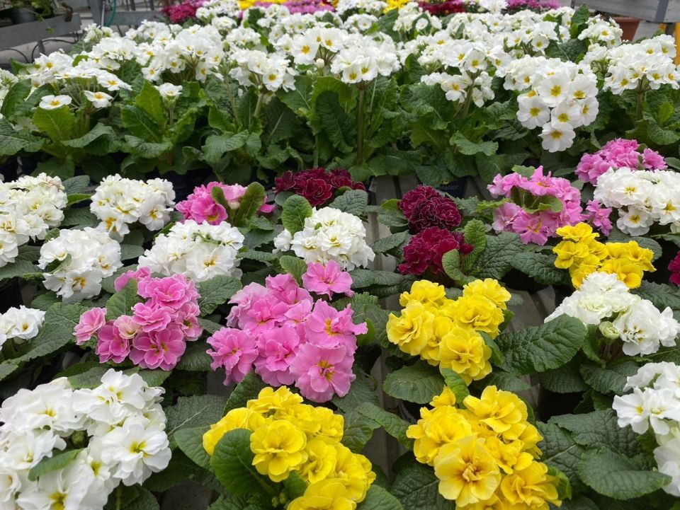 Piante decorative colorate