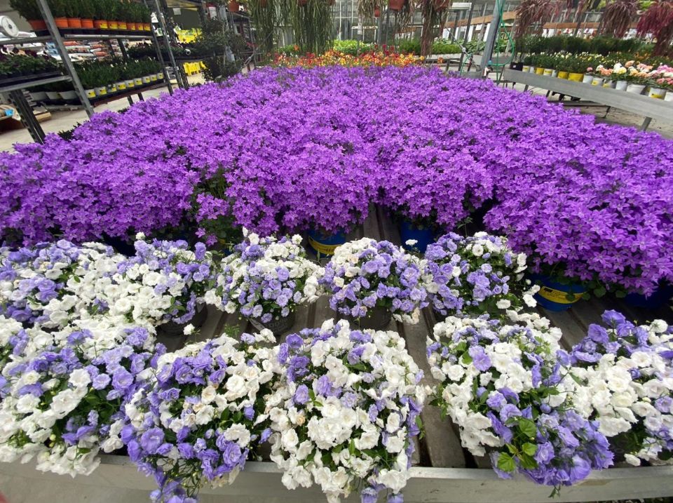 Piante decorative in vaso