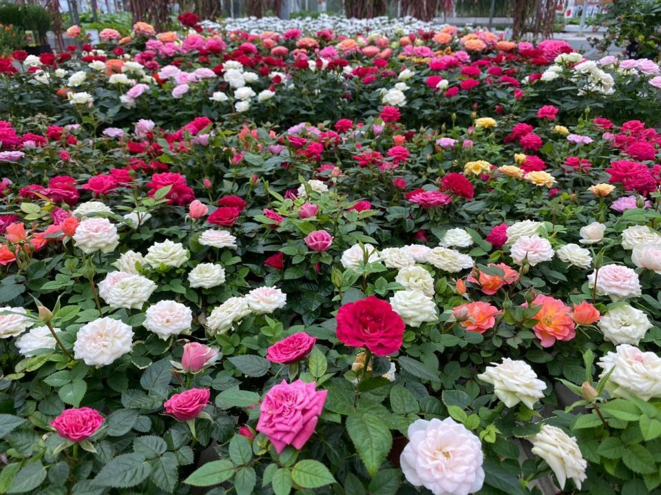 Piante fiorite decorative