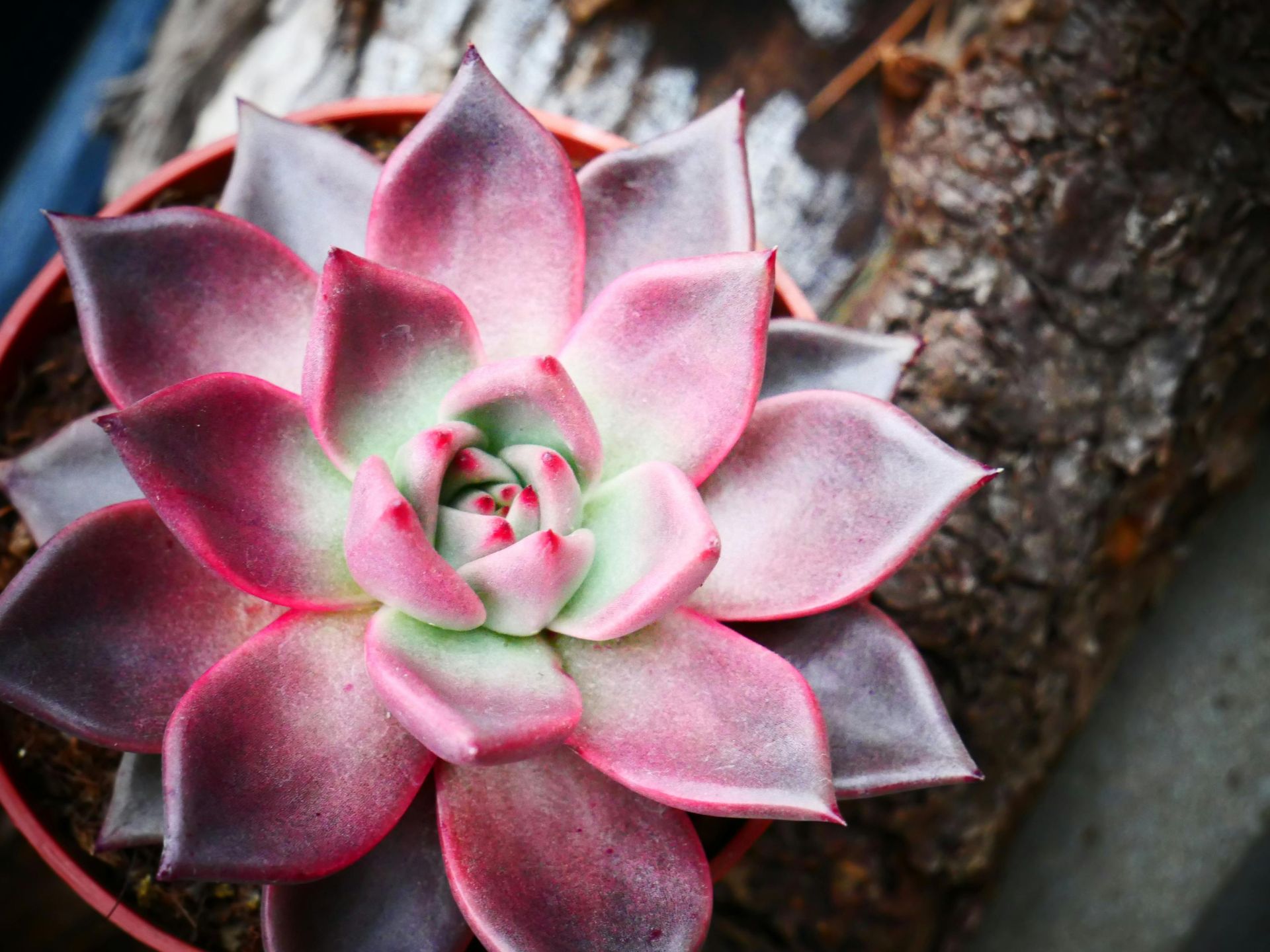 Succulent plant in a brown pot, with pink, green, and dark red leaves, set against wood.