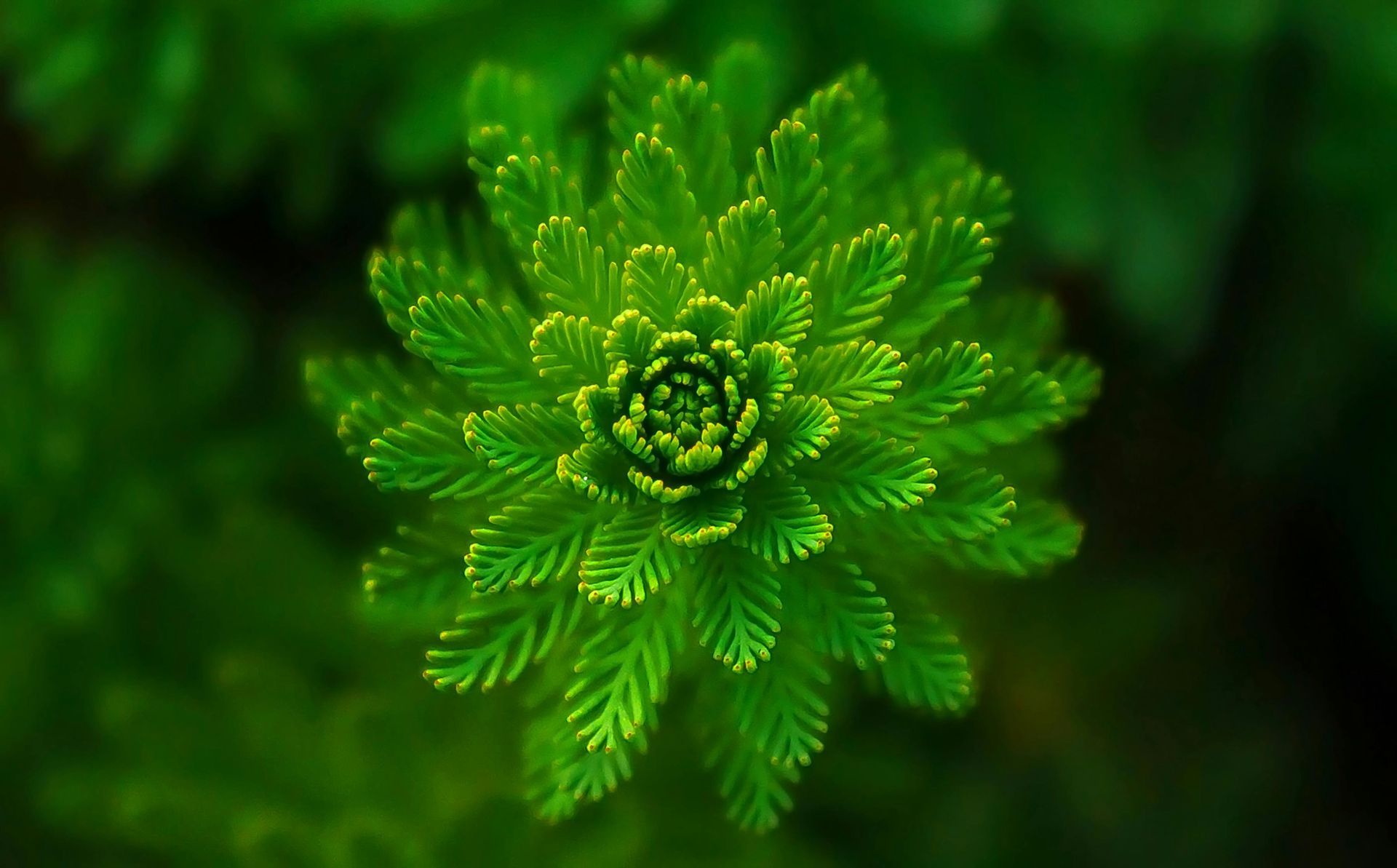 Lush green aquatic plant, spiral pattern, vibrant detail.