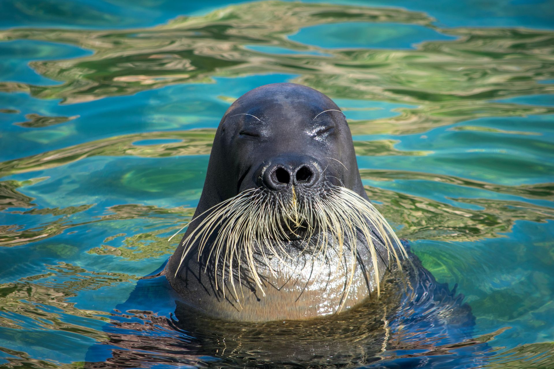 A seal with a long mustache is swimming in the water.