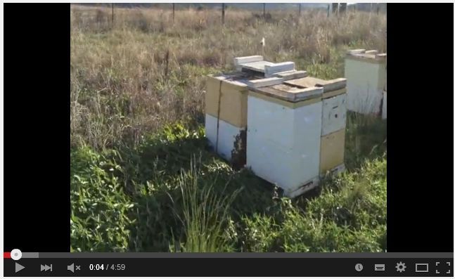 abejas, apicultura, abelles, aga, miel, abejas, mel, abellas, apicultura, apicultors, apicultores,