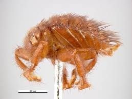 acars, acaros,  enfermetats, enfermedades, abejas, apicultura, abelles, aga, miel, abejas, mel, abellas, apicultura, aga, apicultors, apicultores, 