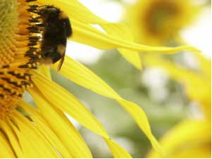 nutrición, nutrición, enfermedades, enfermedades, abejas, apicultura, abejas, aga, miel, abejas, miel, abejas, apicultura, aga, apicultores, apicultores,