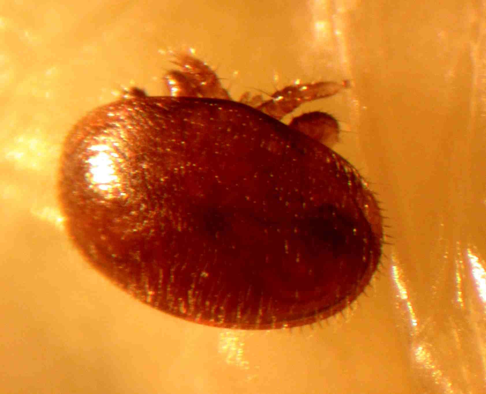 enfermetats, enfermedades, apicultura, aga, miel, abejas, mel, abellas, apicultura, aga, apicultors, apicultores,  varroa, jacobsoni, acar, acaro