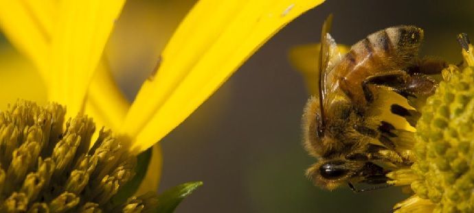 toxicos, toxicos, fosfatos, fosfatos, insecticidas, enfermedades, enfermedades, abejas, abejas, aga, miel, miel, abejas, apicultura, apicultores, apicultores