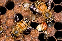 varroa, enfermetats, enfermedades, abejas, apicultura, abelles, aga, miel, abejas, mel, abellas, apicultura, aga, apicultors, apicultores, Girona,