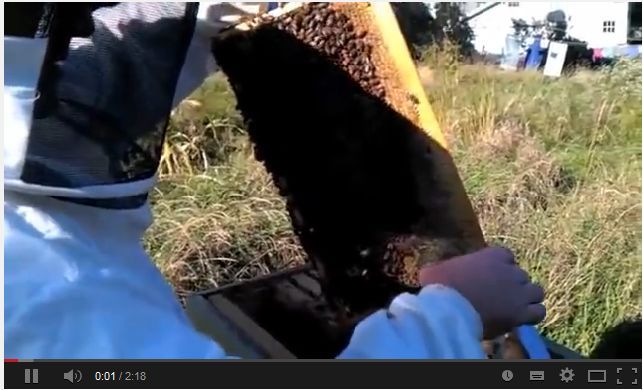 varroa, enfermetats, enfermedades, abejas, apicultura, abelles, aga, miel, abejas, mel, abellas, apicultura, aga, apicultors, apicultores, Girona,