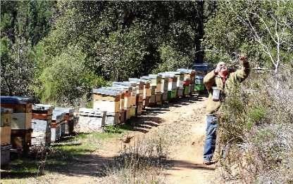Foto apiari, apiario, ubicacio, ubicacion, miel, abejas, mel, abellas, aga, apicultura, instalació, instalación, colmenar