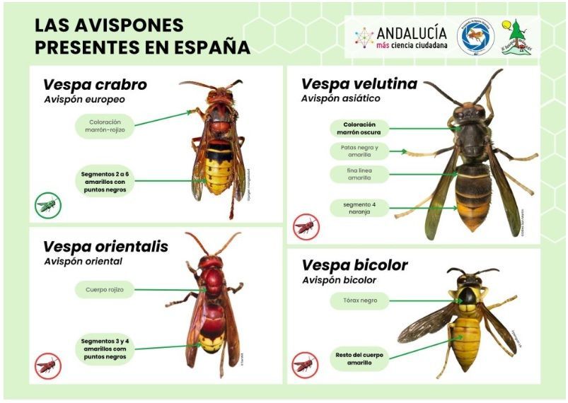 aliment, alimento,  enfermetats, enfermedades, abejas, apicultura, abelles, aga, miel, abejas, mel, abellas, apicultura, aga, apicultors, apicultores,  polen, pol·len
