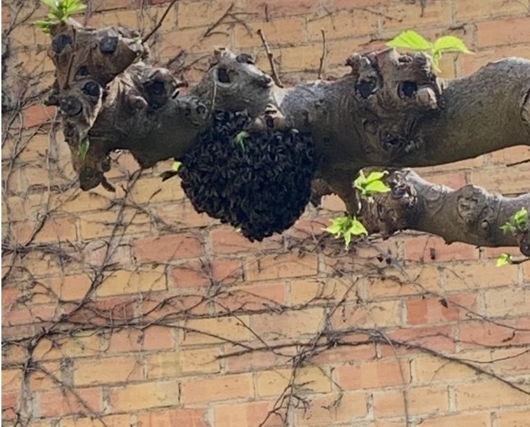 abelles, abejas, eixams, enjambres, recollida, recogida, aga, Girona, Catalunya