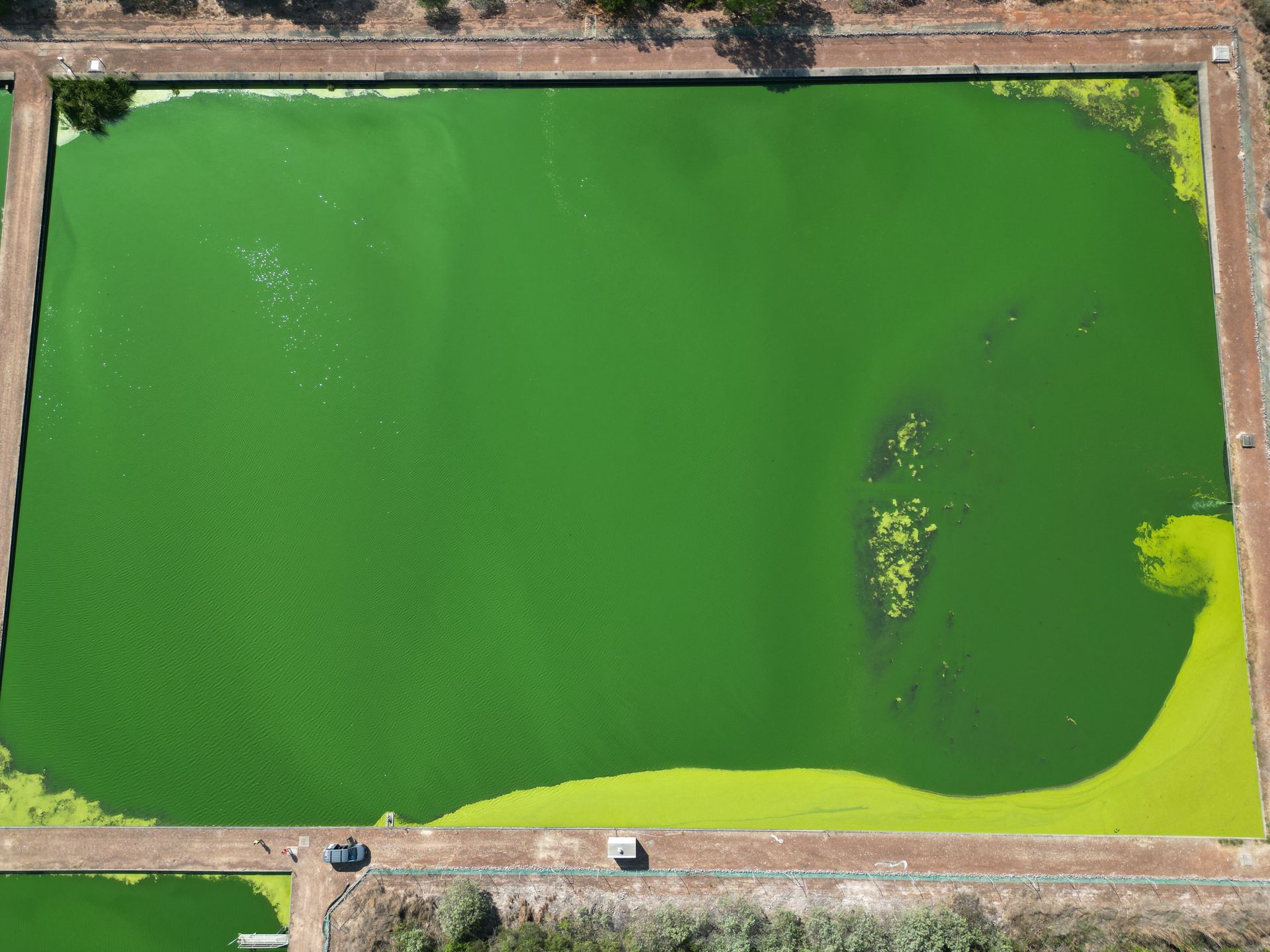 An aerial view of a large pond filled with green algae.
