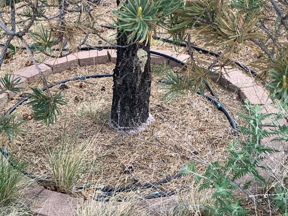 A tree surrounded by plants and bricks in a garden.