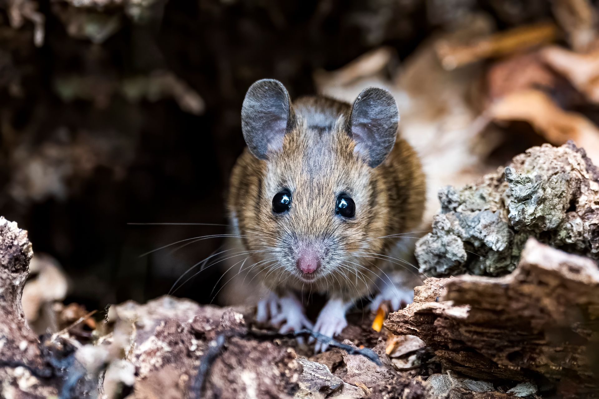 A small mouse is sitting on a rock and looking at the camera.