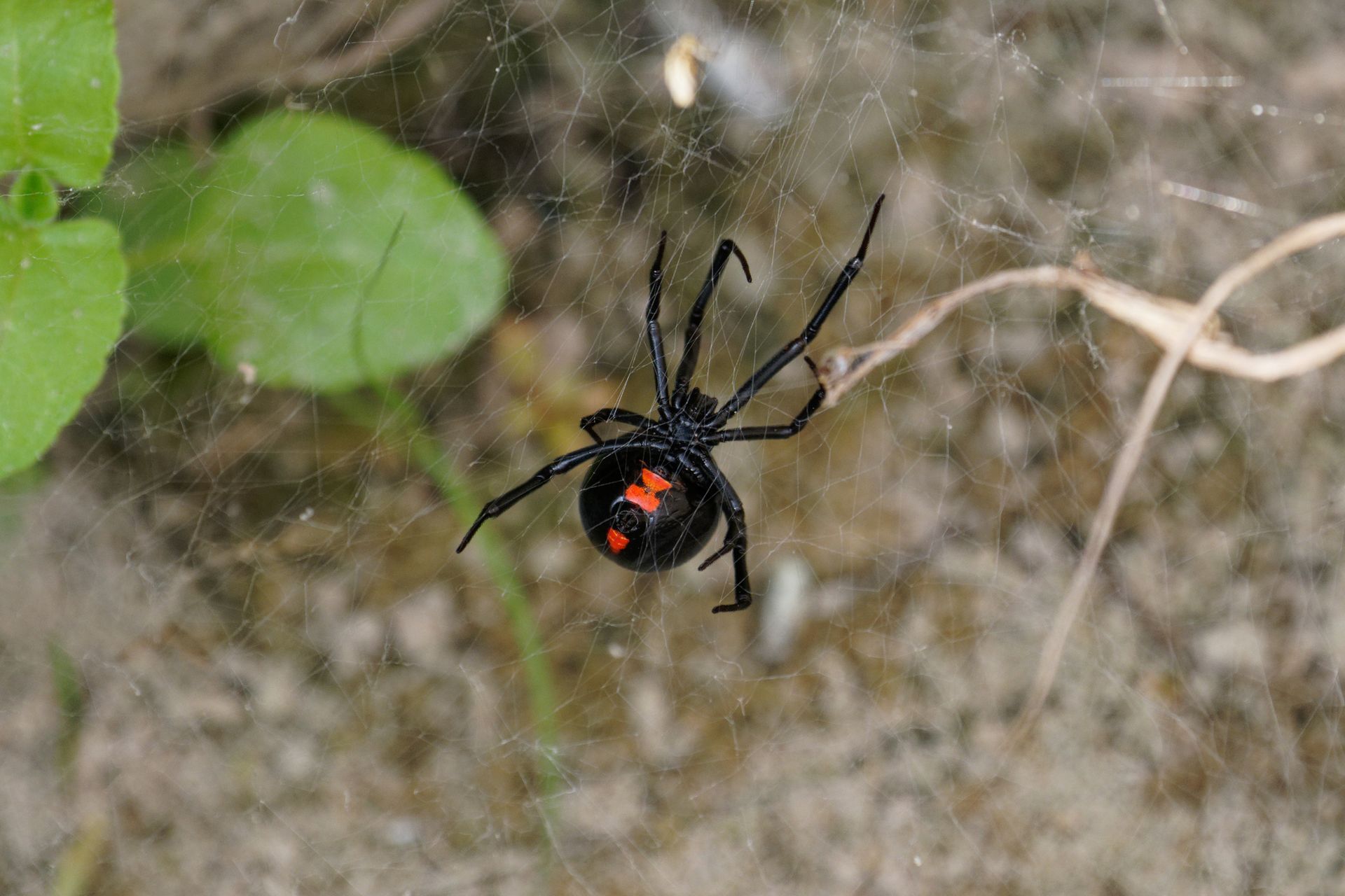 A close up of a spider sitting on a glass surface.