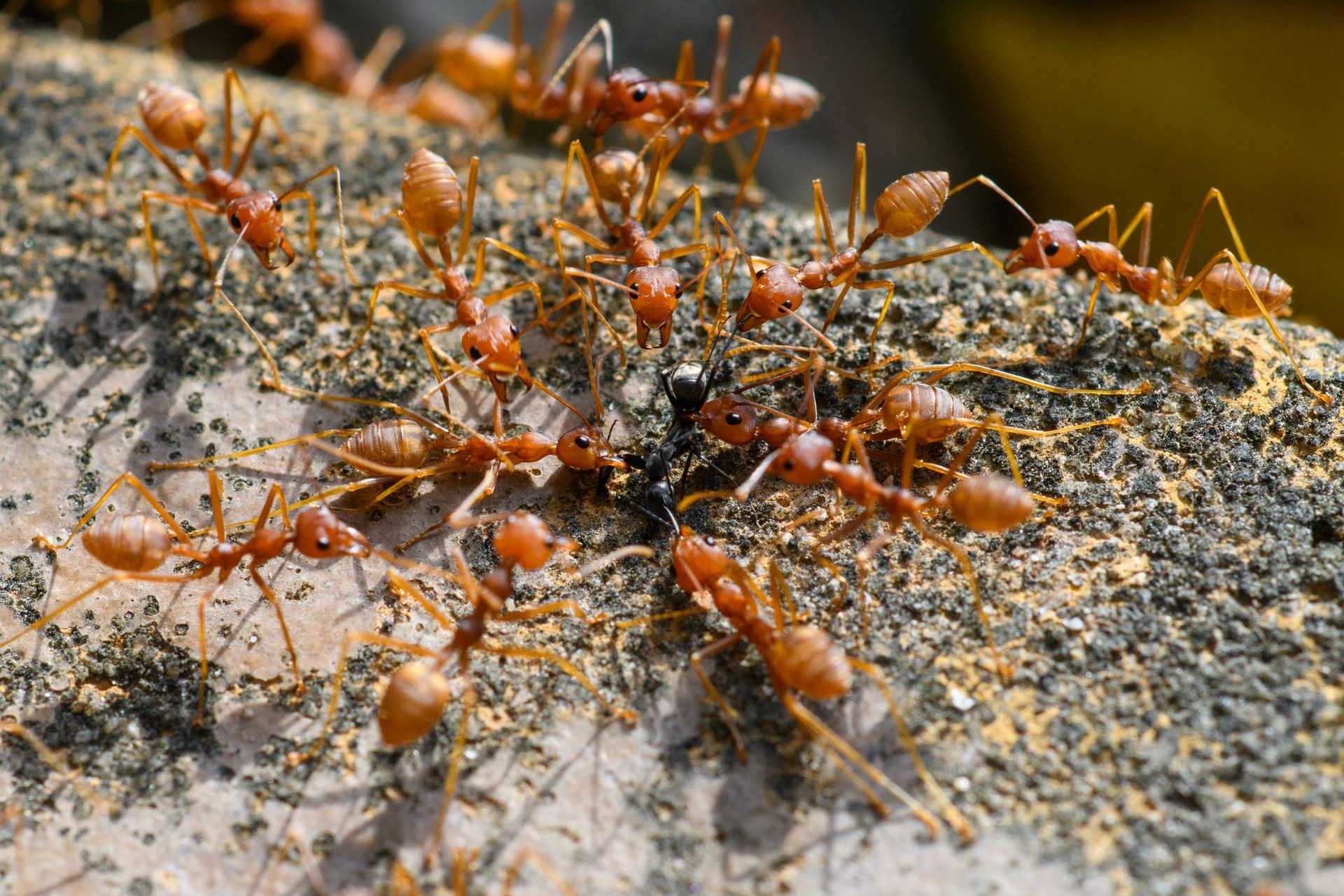 A spider is sitting on a piece of wood.