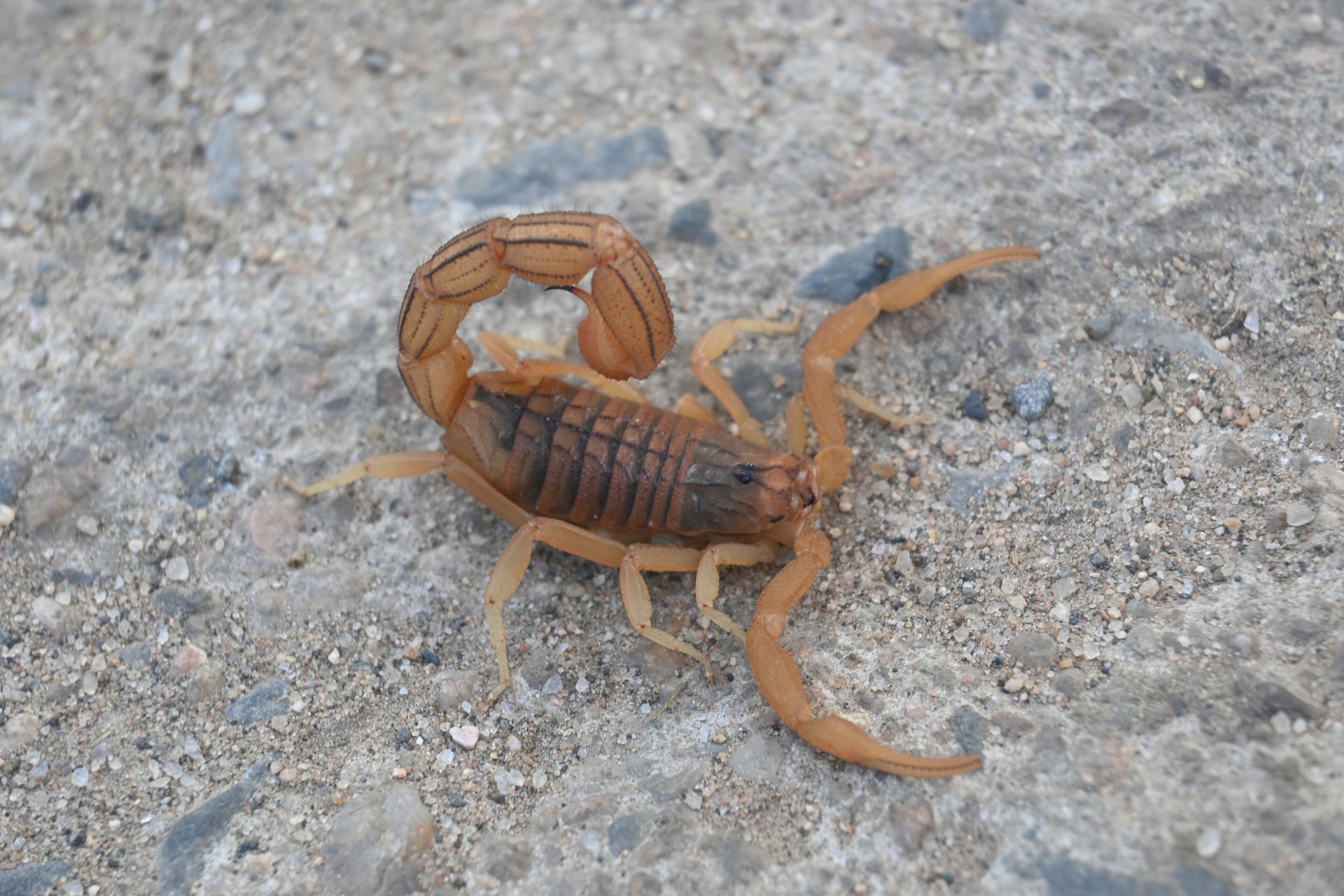 A centipede is laying on the ground on the road.