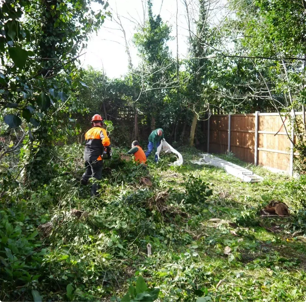 People clearing brush in a yard; one using a chainsaw. Green foliage and brown fence in background.