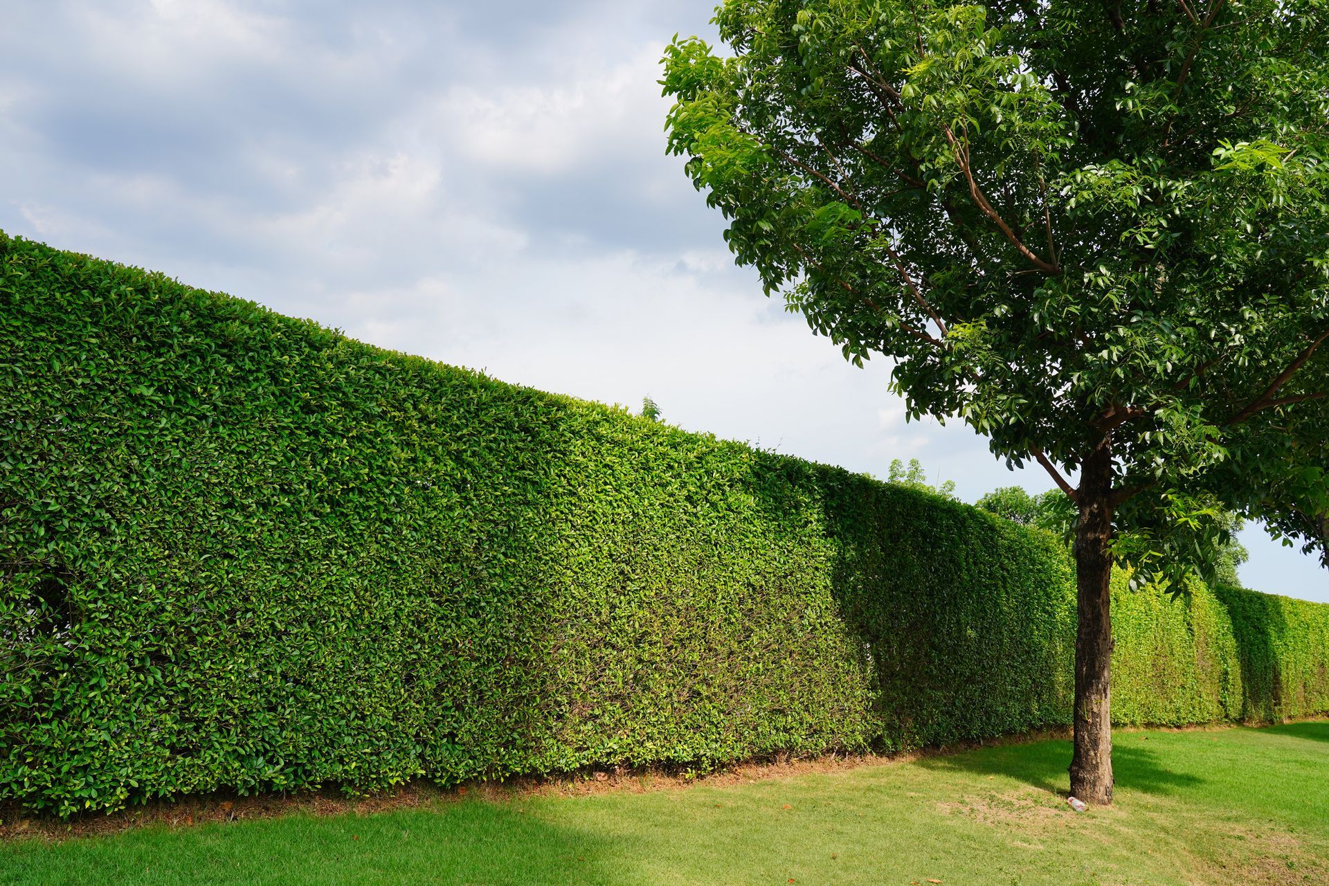 Green hedge wall beside a grassy area with a tree and a cloudy sky.