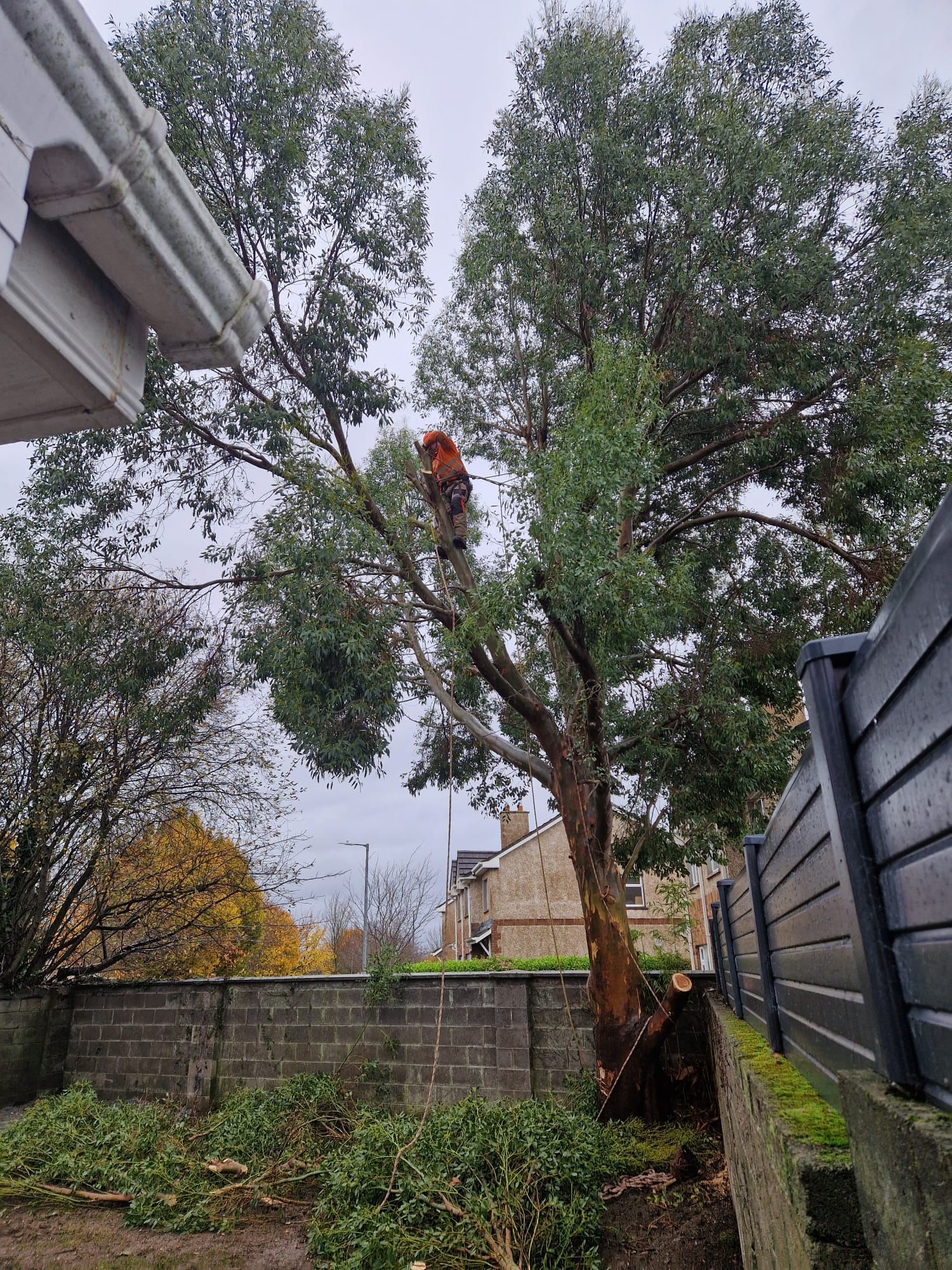 Person in orange harness trimming a tree in a backyard with a gray wall and fence.