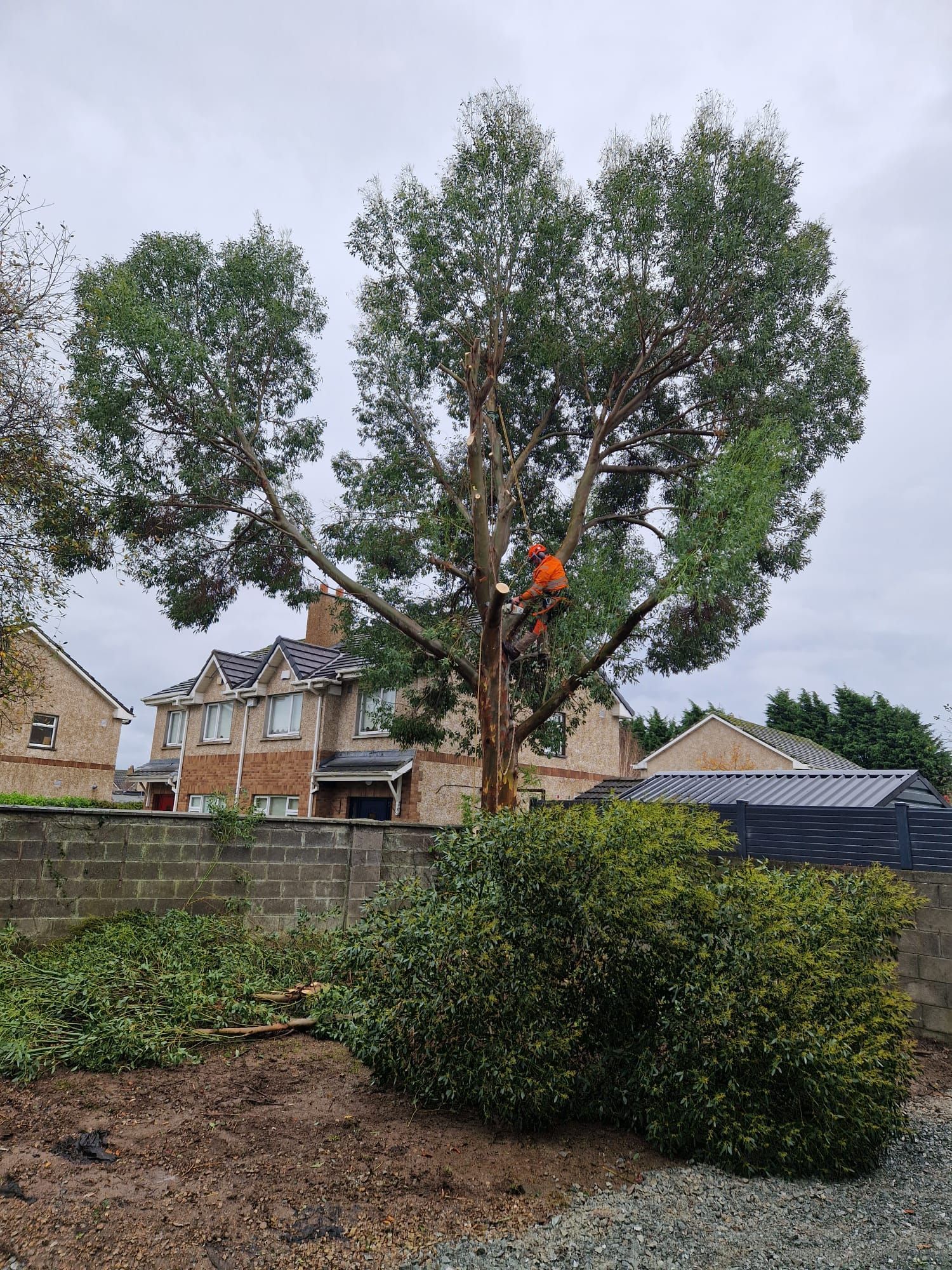 Person in orange gear pruning a tall tree in front of houses; green foliage, cloudy sky.